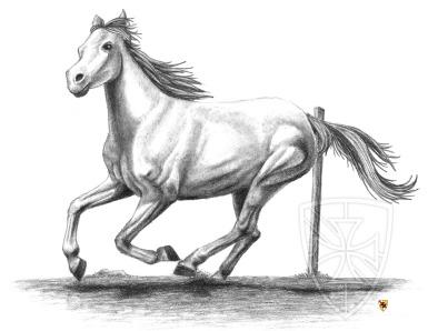 Enchanted and Wild Illustration of horse