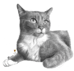 Portrait of Gracie, my cousin's cat. Drawn with graphite pencils.