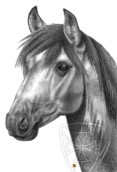 Portrait of a horse. Drawn with graphite pencils.